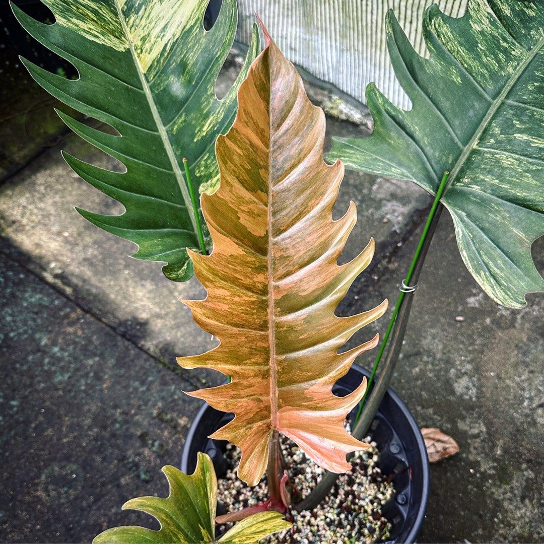 Philodendron Caramel Marble, Furniture & Home Living, Gardening, Plants ...