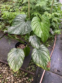 (Category: ) located in . Submitted by rootsingarden (Listing ID 1222659103, Image 1). Description: .
