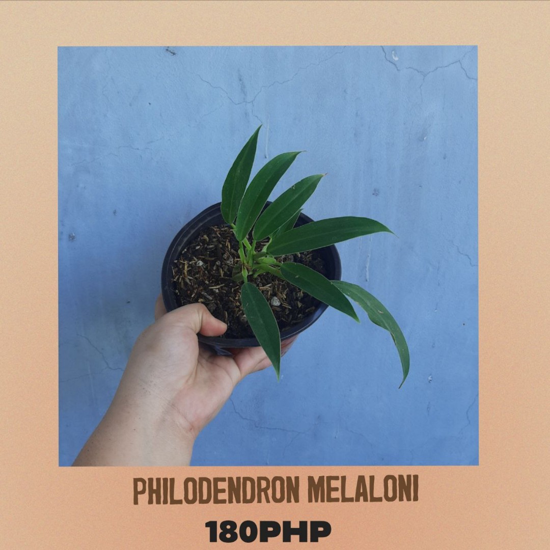 Philodendron Melaloni, Furniture & Home Living, Gardening, Plants ...