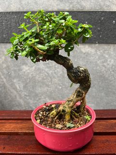 (Category: ) located in . Submitted by bonsai_b (Listing ID 1222715750, Image 1). Description: .