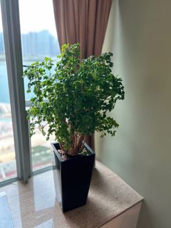 （分類：）位於 。 由 SG0521 提交（商品編號 1222818067，圖片 1）。簡介： 。