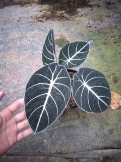 (Category: ) located in . Submitted by hendroprayogobegonia (Listing ID 1222934008, Image 1). Description: .