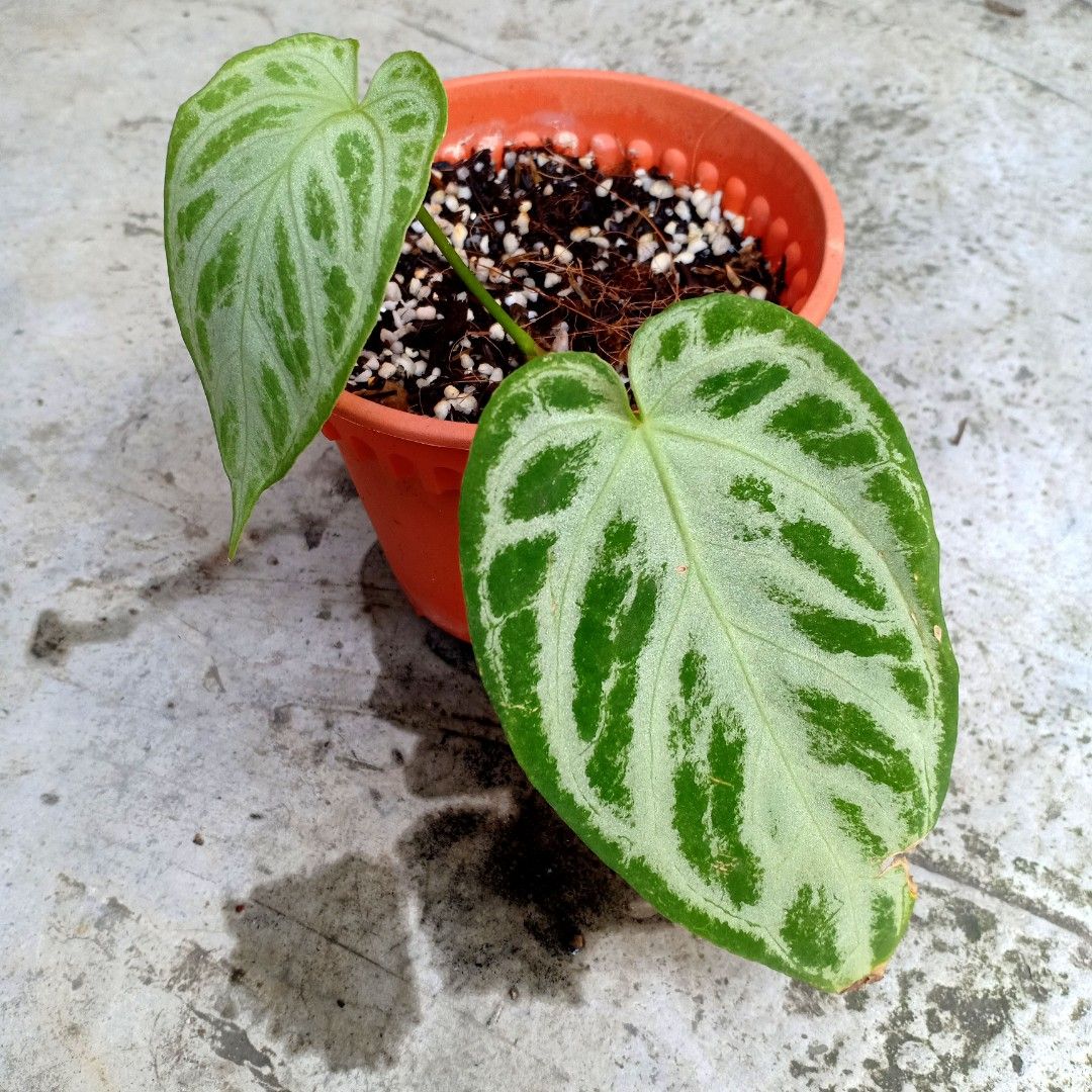 Anthurium Silver Blush, Furniture & Home Living, Gardening, Plants ...