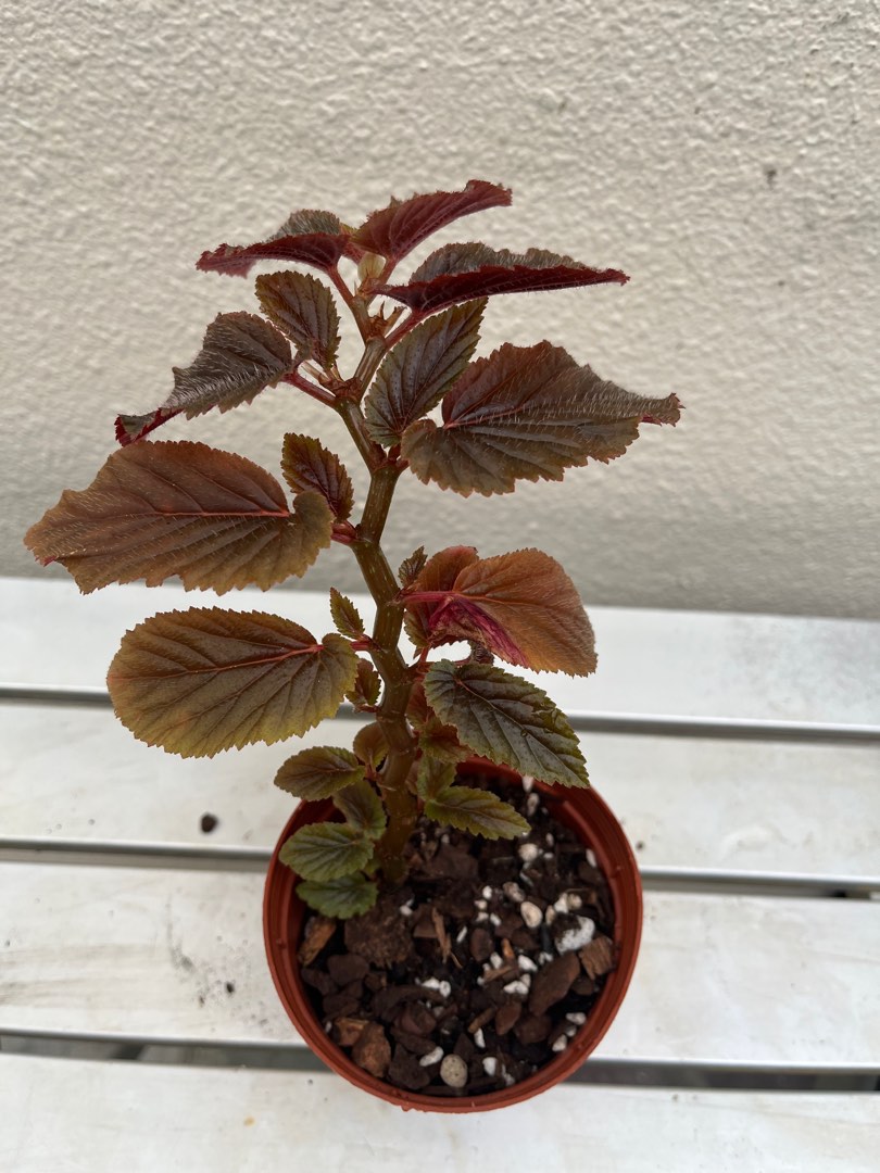 Begonia U402, Furniture & Home Living, Gardening, Plants & Seeds on