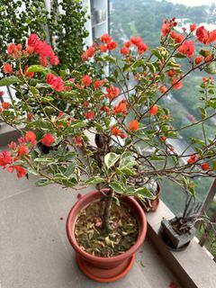 (Category: ) located in . Submitted by plantiful_sg (Listing ID 1222821463, Image 1). Description: .