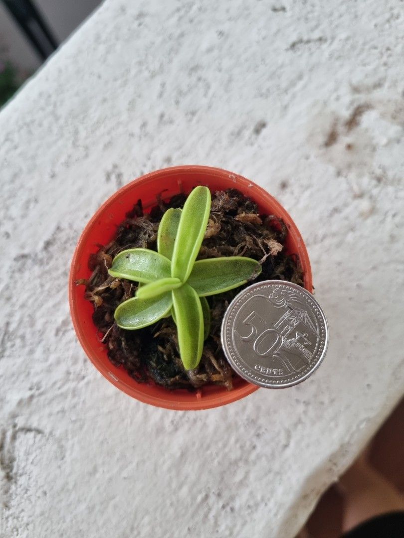 Butterwort pinguicula anna (5cm pot), Furniture & Home Living