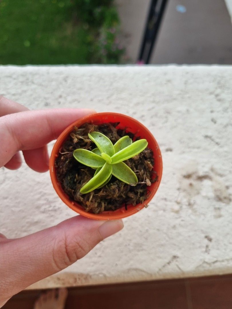 Butterwort pinguicula anna (5cm pot), Furniture & Home Living