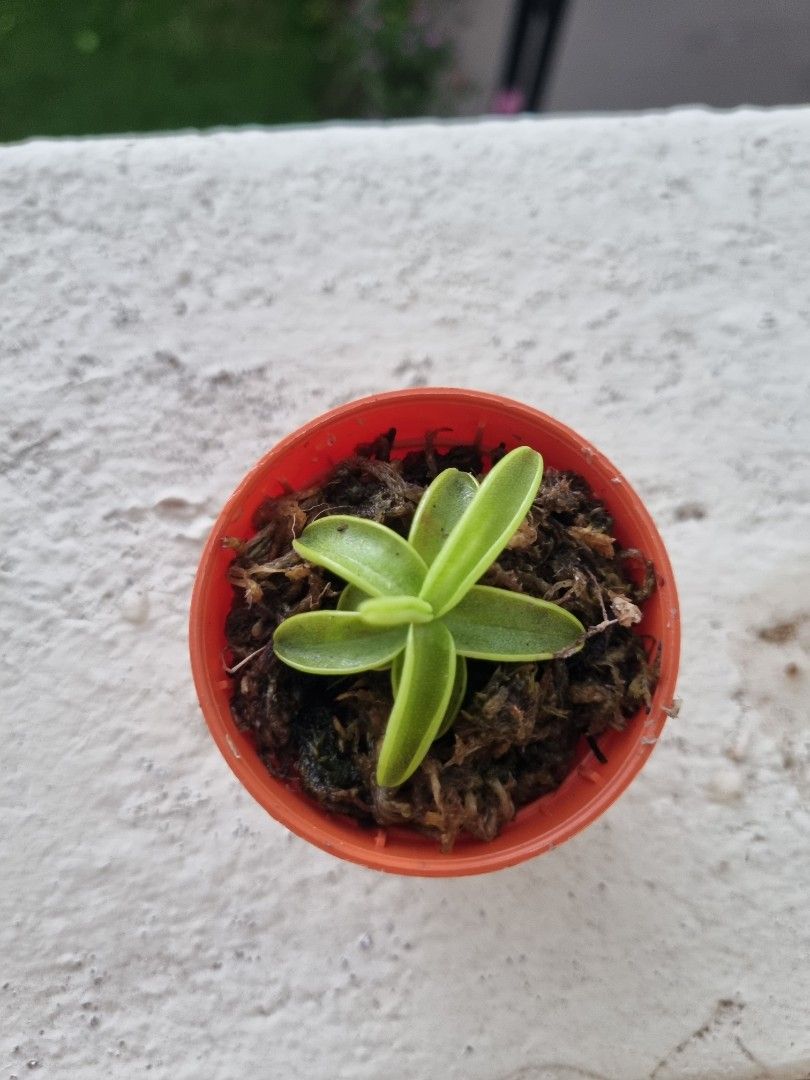 Butterwort pinguicula anna (5cm pot), Furniture & Home Living