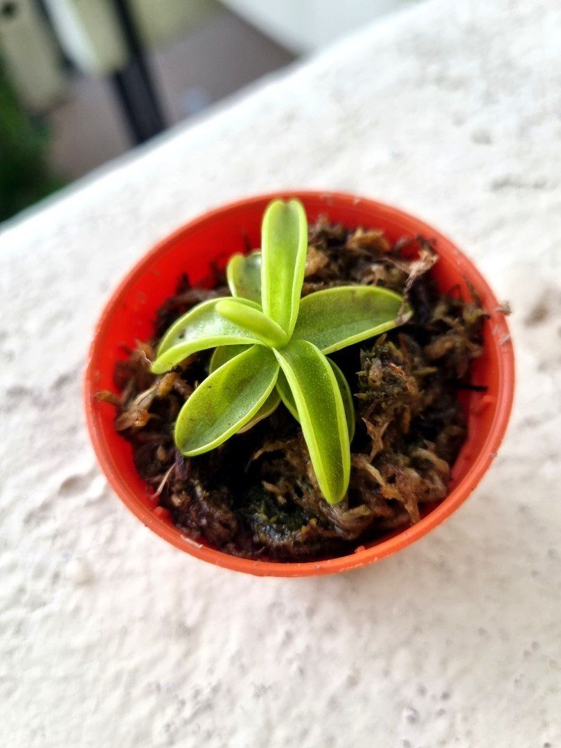 Butterwort pinguicula anna (5cm pot), Furniture & Home Living