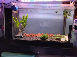 (Category: ) located in . Submitted by la.sirene (Listing ID 1222950435, Image 1). Description: .
