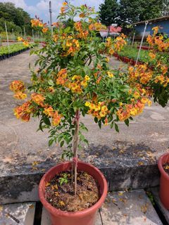 Flowering Tecoma Stans ( Orange Jubilee) 5 fts