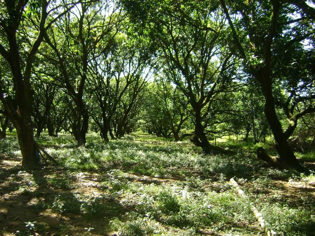 For RUSH Sale Mango Farm Along Mc Arthur Highway, San Manuel, Tarlac