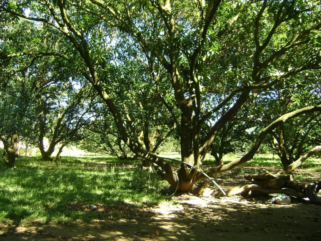 For RUSH Sale Mango Farm Along Mc Arthur Highway, San Manuel, Tarlac