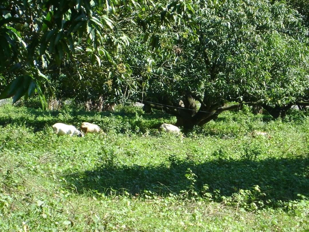 For RUSH Sale Mango Farm Along Mc Arthur Highway, San Manuel, Tarlac