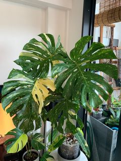(Category: ) located in . Submitted by plantsforgood (Listing ID 1222851790, Image 1). Description: .
