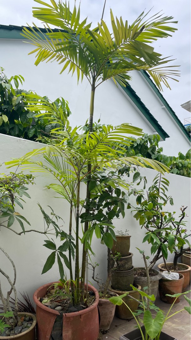 Palm tree, Furniture & Home Living, Gardening, Plants & Seeds on Carousell