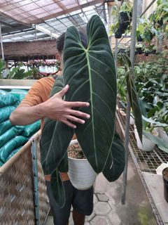 (Category: ) located in . Submitted by hendroprayogobegonia (Listing ID 1222878800, Image 1). Description: .