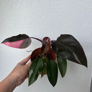 (Category: ) located in . Submitted by plants4you (Listing ID 1217790706, Image 1). Description: .