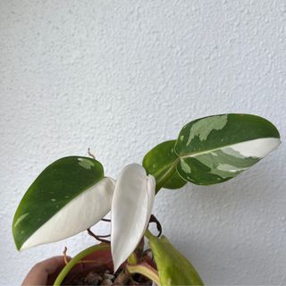 (Category: ) located in . Submitted by plants4you (Listing ID 1217790562, Image 1). Description: .