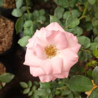 PiTiMinies Rose PLant (CoLor's Vary)