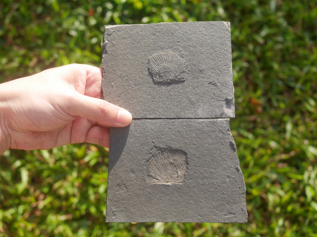 Scallop fossil positive and negative, Hobbies & Toys, Memorabilia