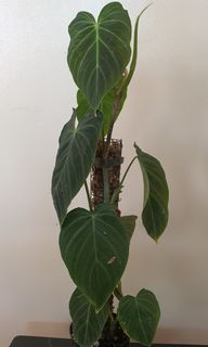 Splendid Philodendron Pot B