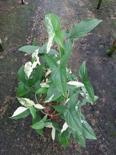 Syngonium Albo Variegated in Pot (84 cm)