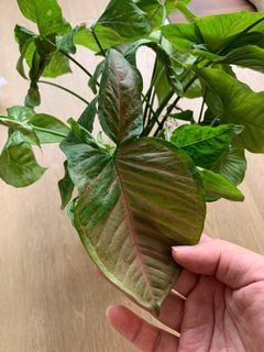 (Category: ) located in . Submitted by plantsforgood (Listing ID 1222882524, Image 1). Description: .