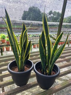 Tall Sanseviera in Black Pot (70 cm & 80 cm)