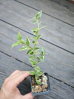 Variegated Hoya bella