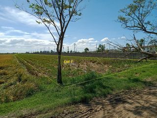 Agri Lot for Sale Sta Arcadia Cabanatuan