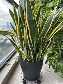 (Category: ) located in . Submitted by alan.teo1 (Listing ID 1223134804, Image 1). Description: .