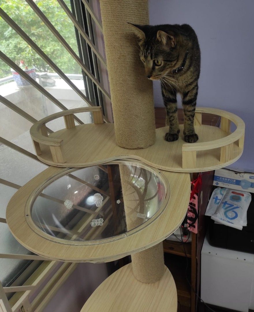 Cat Tower Ceiling, Pet Supplies, Homes & Other Pet Accessories on Carousell