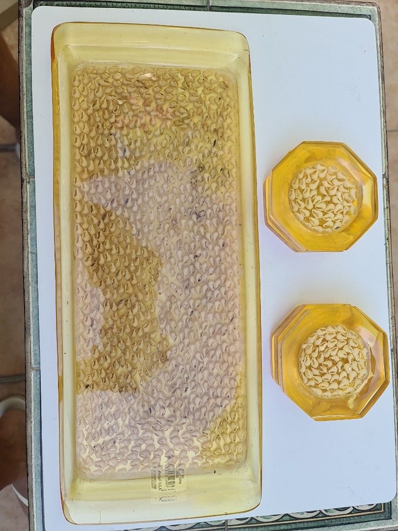 VINTAGE Drink's Tray and Coaster set (Category: Coffee & Tea Tableware) located in Makati City. Submitted by harvesting_game (Listing ID 1223010132, Image 1). Description: One set of Vintage: 6 Coasters and 1 Drink's Tray. Brand-new, never been used and comes packaged in a box. Made of Hard plastic with actual seashells embedded in the Tray and Coasters. Good to use for entertaining or as a gift. enjoy!.