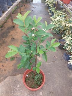 Flowering and Fruiting Guava Plant