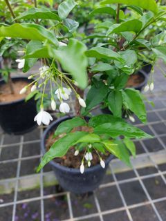 Flowering Wrightia Bonsai