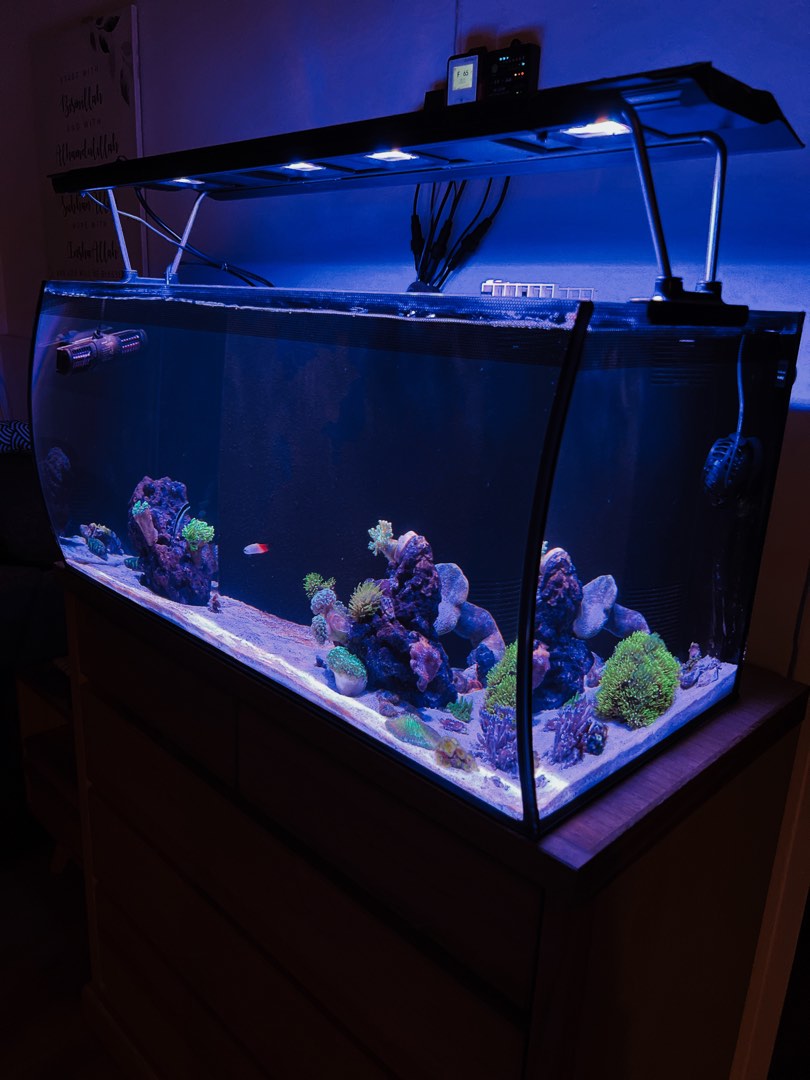 Fluval Flex 123litres (Saltwater Version), Pet Supplies, Homes & Other