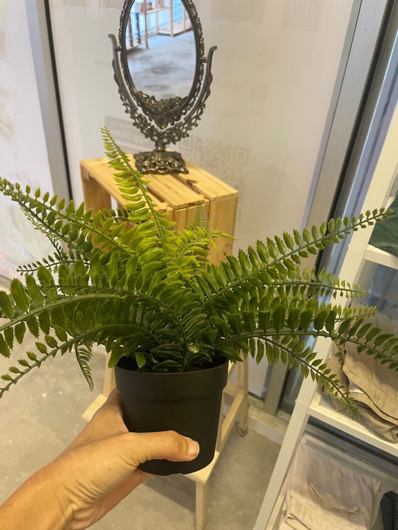 IKEA plant, Furniture & Home Living, Gardening, Plants & Seeds on Carousell