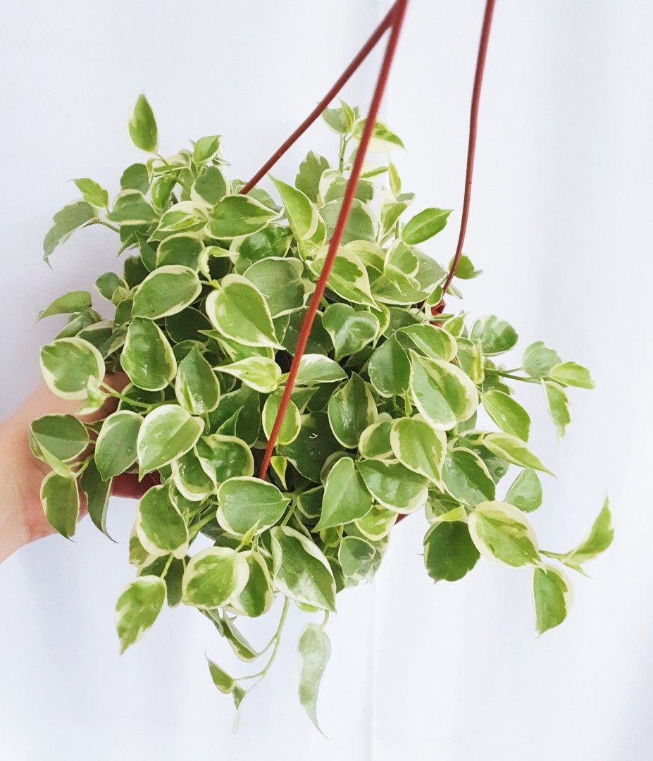 Peperomia Scandens Variegated, Furniture & Home Living, Gardening ...