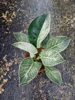 Philodendron Birkin