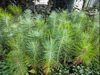 Potted PiNE TREES