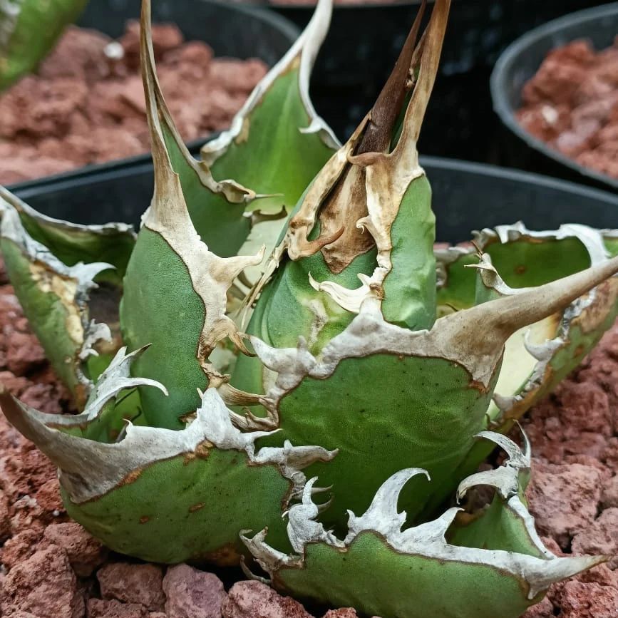 SG2996-種播Agave Oteroi from Oaxaca優選大苗🔥多肉植物小盆栽