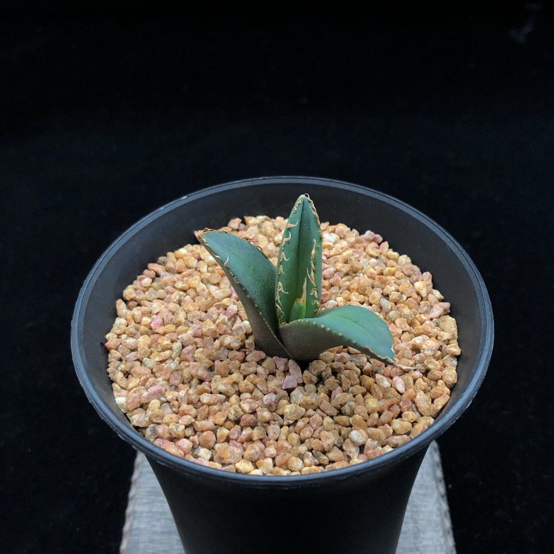 Agave oteroi from Oaxaca Native Seeds-