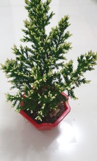(Category: ) located in . Submitted by urban.cultivar (Listing ID 1223041235, Image 1). Description: .