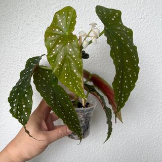 (Category: ) located in . Submitted by plants4you (Listing ID 1223336969, Image 1). Description: .