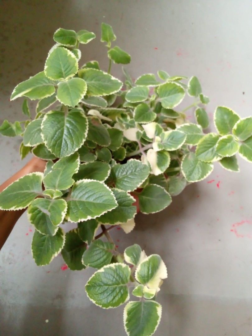 Celeous Amboinicus indian Mint mother of