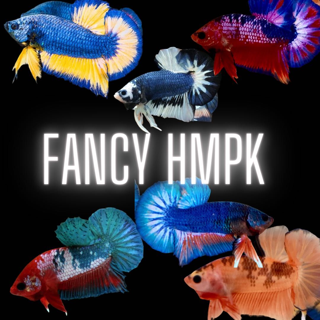 Fancy Betta Fish