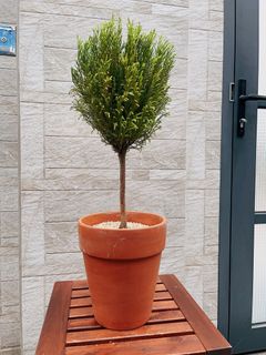 （分類：）位於 。 由 cc113_belice_backyard 提交（商品編號 1223292380，圖片 1）。簡介： 。