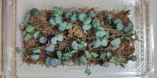 (Category: ) located in . Submitted by lettigrow (Listing ID 1223345864, Image 1). Description: .