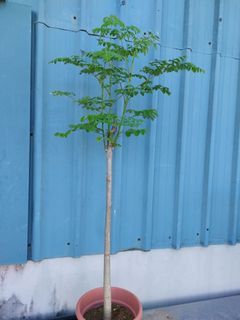 Thick Trunk Moringa Oleifera (140 cm)